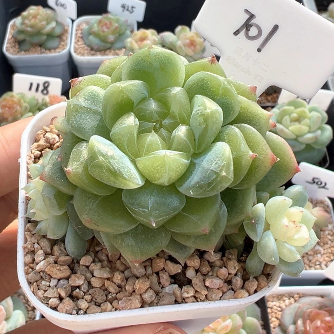 豆***儿701号泼天富贵，晗雨多肉