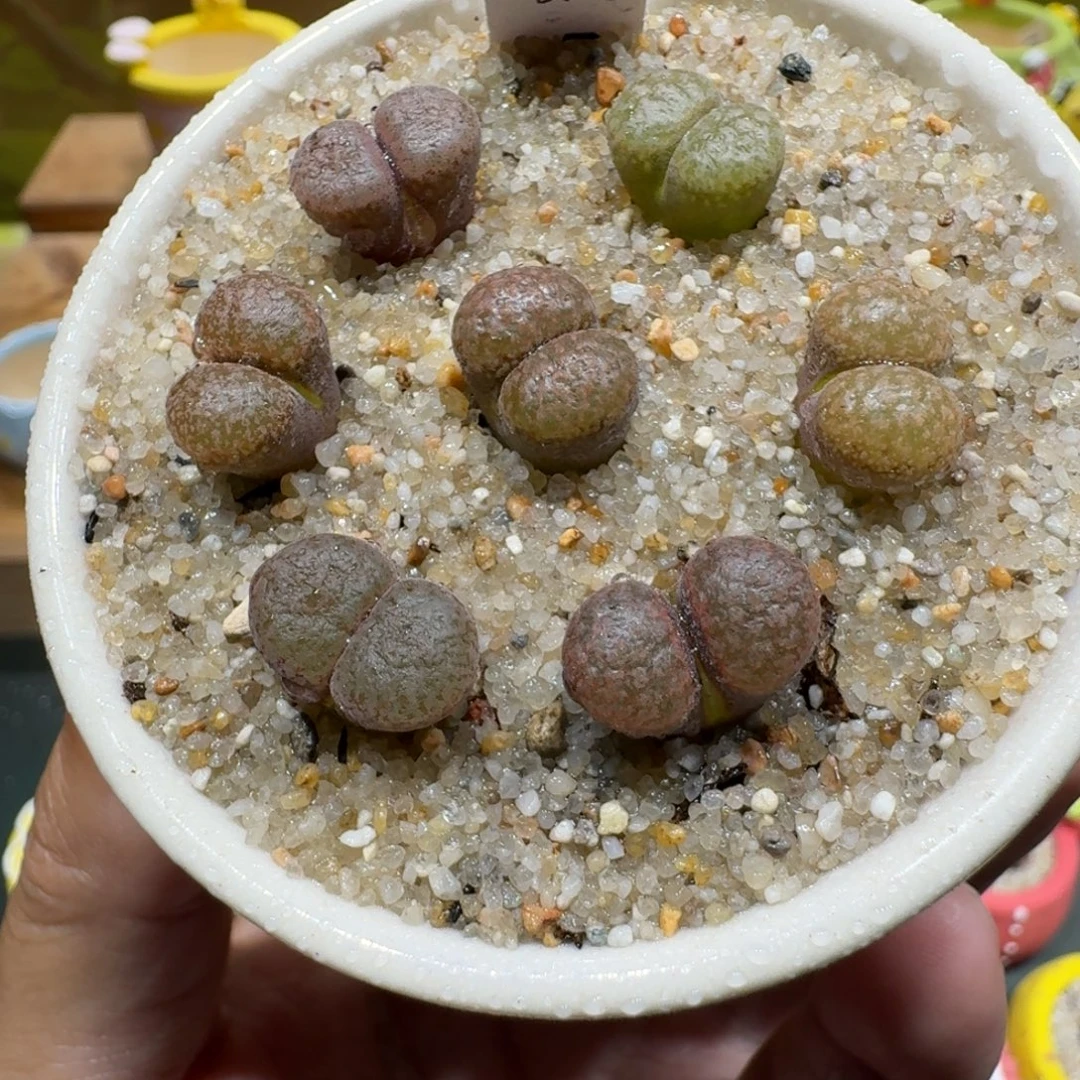 蘑菇1028超级蛋糕风铃多肉植物