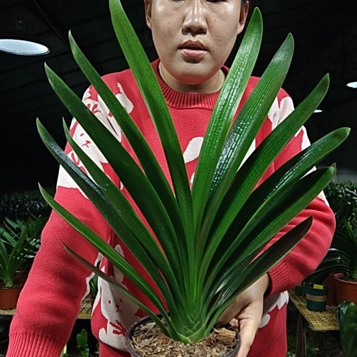 新***星无花朵新月晨星     55