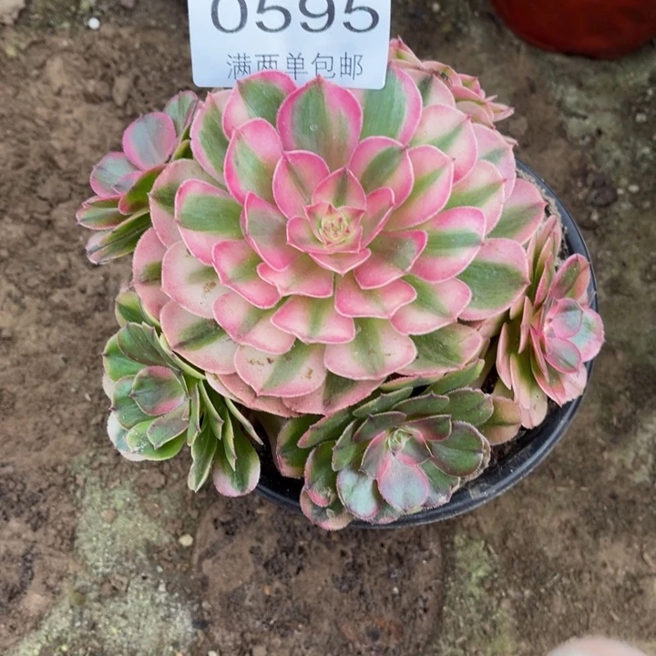 荔枝多肉的人0595的人