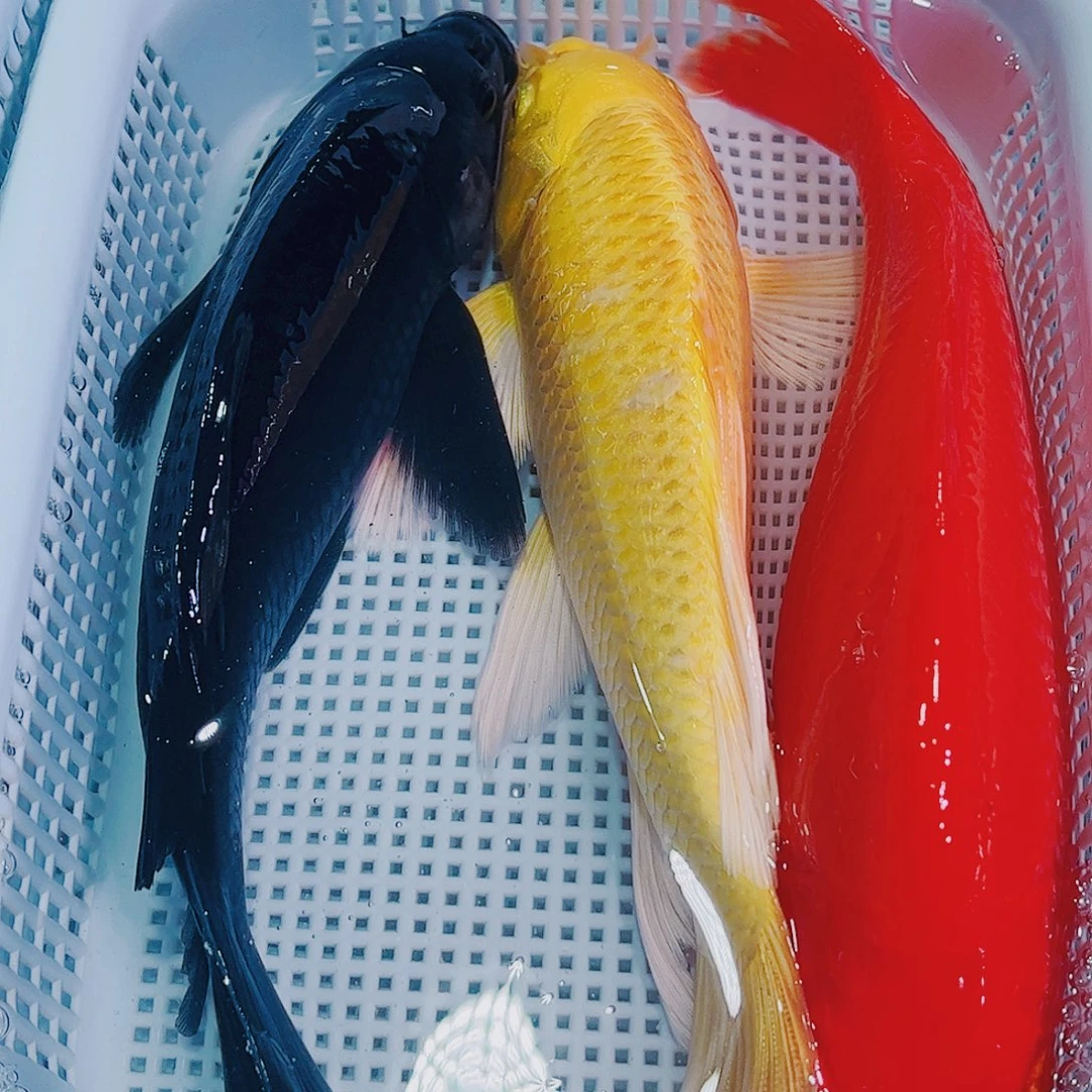 锦鲤锦鲤冷水鱼观赏