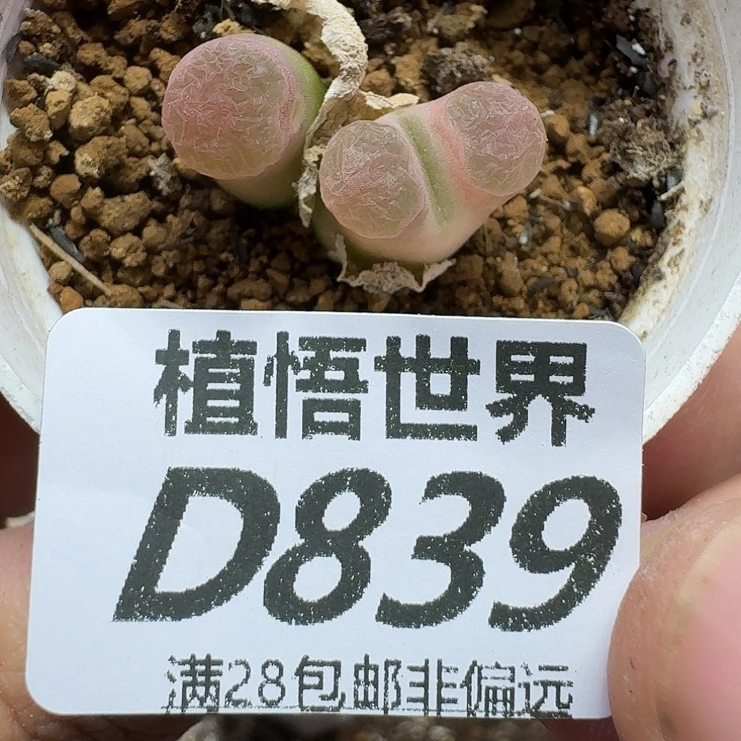多肉植物的润泽fghn