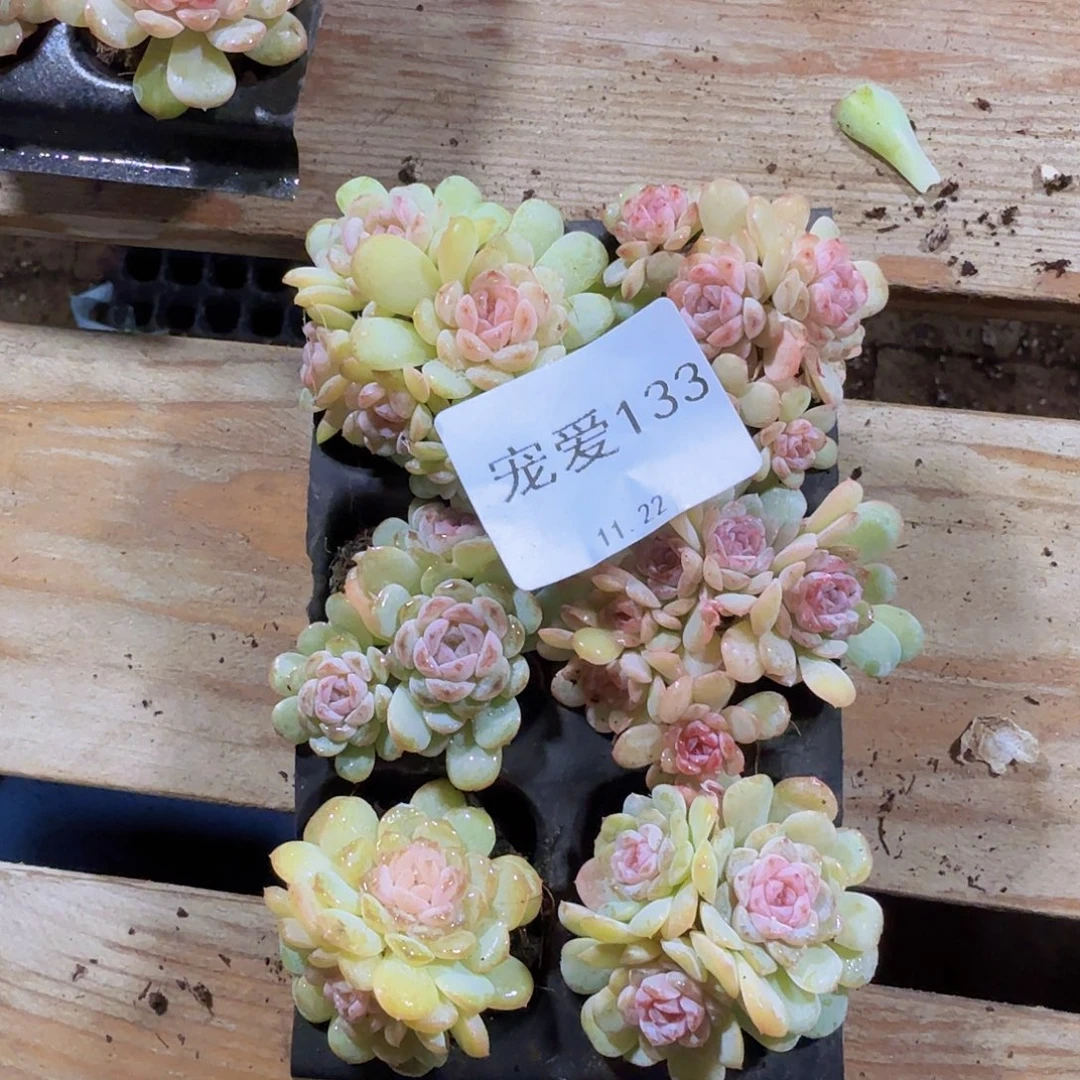 直播福利一物一拍133