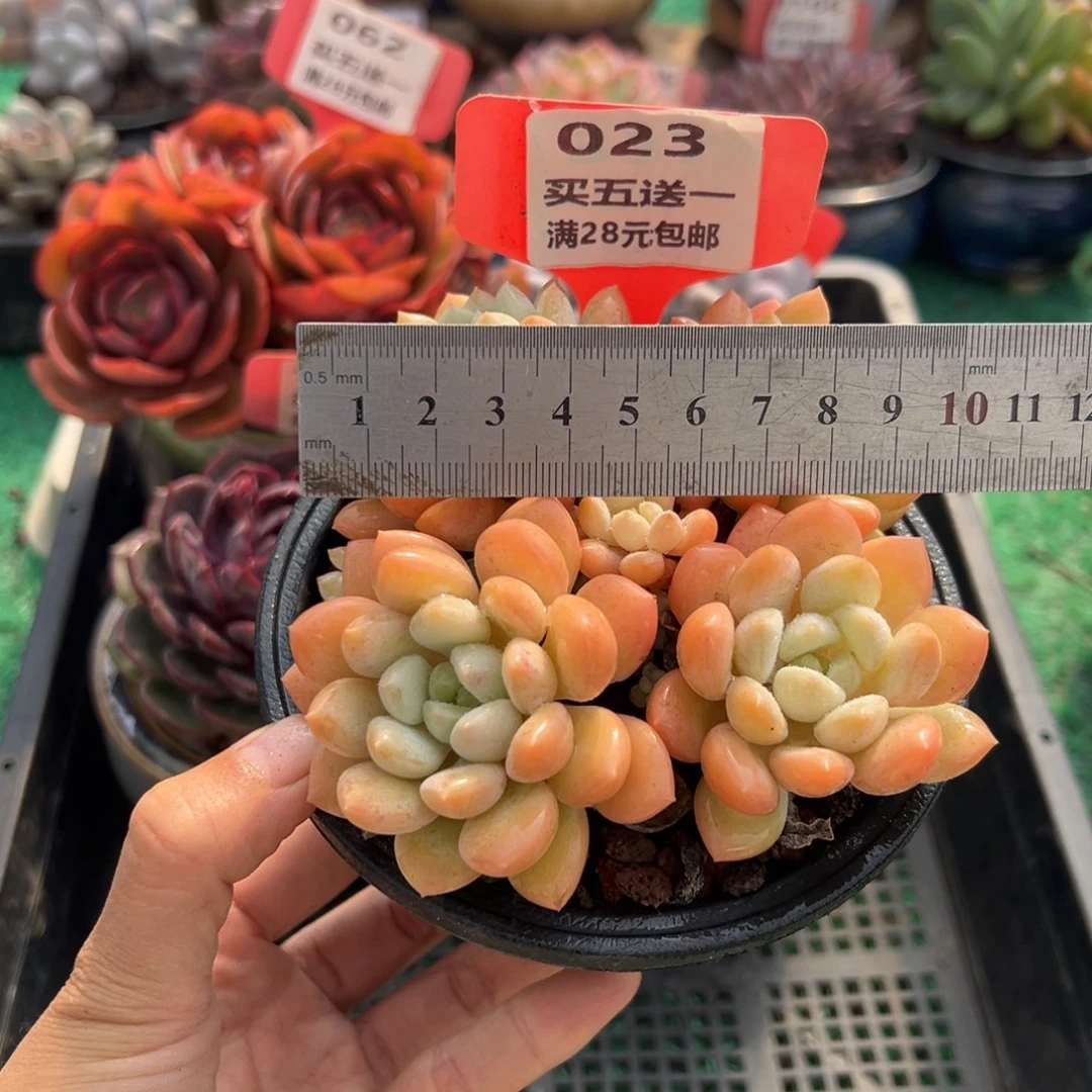 表妹精品多肉植物023.