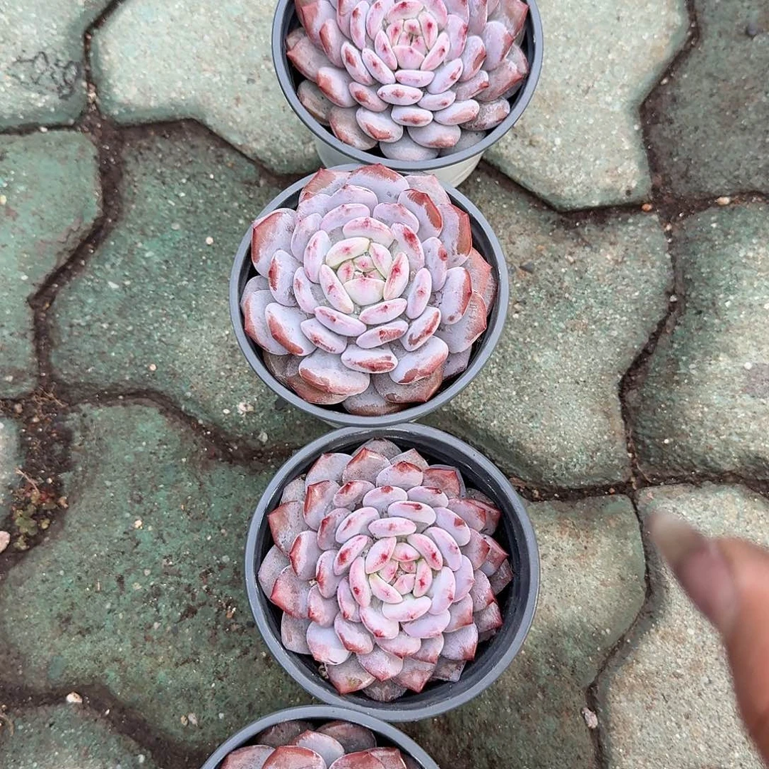 玉芙蓉多肉植物精品