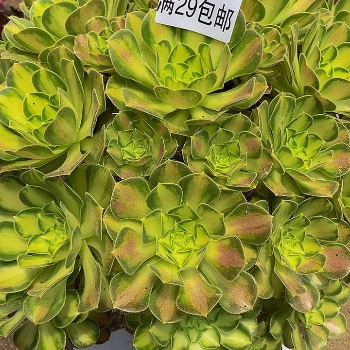 多肉韶华645多肉