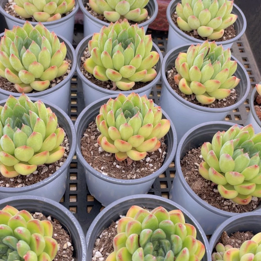 量拍17号 彩体幻影美人单头一个