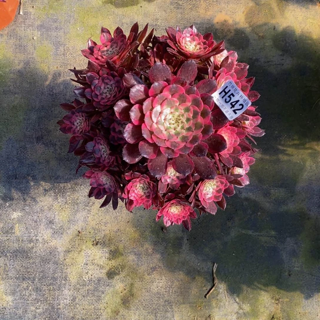 全部花朵542红彤白福利嫩桩