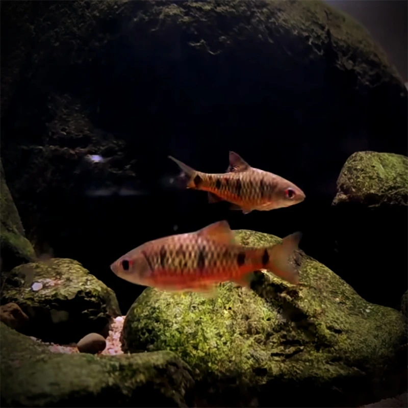 工具鱼除青苔清残渣条纹小䰾汕尾小䰾冷水混养原生溪流群游观赏鱼