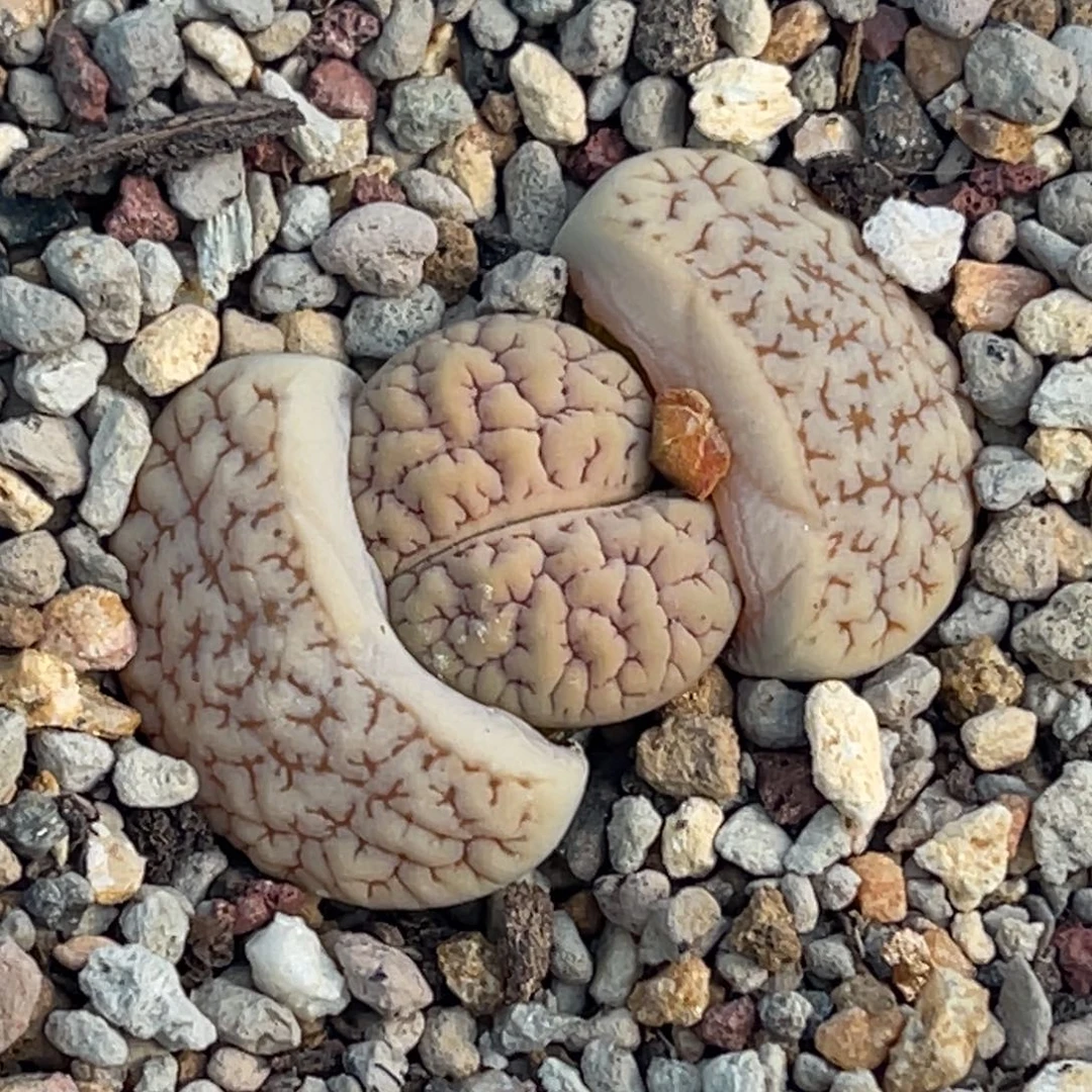 9869脑纹189一颗