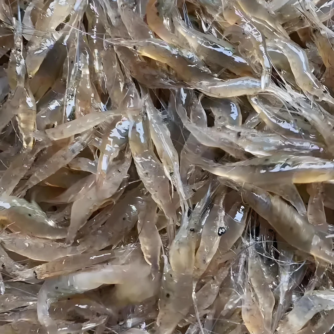 纯海水香白虾50元3斤（鲜活送货保鲜不保活）