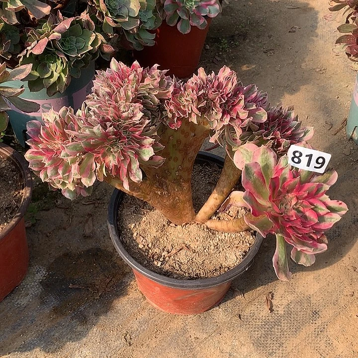 多肉植物粉女巫缀819