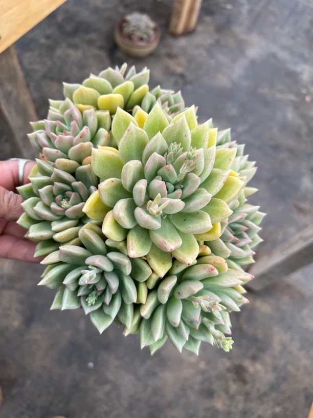 多头璀璨多头植物  全场满18.8包邮，偏远地区满128包邮