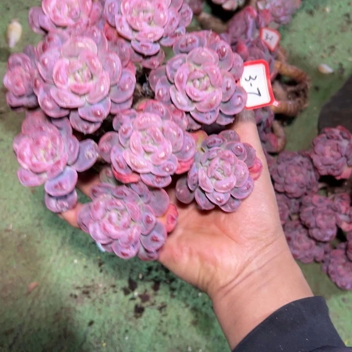 梦***萍精品多肉植物老桩