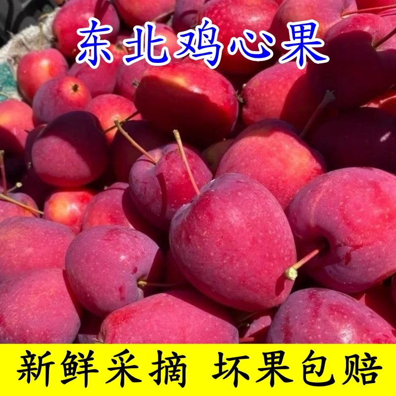 东北特产鸡心果新鲜采摘脆甜多汁现摘现发包邮