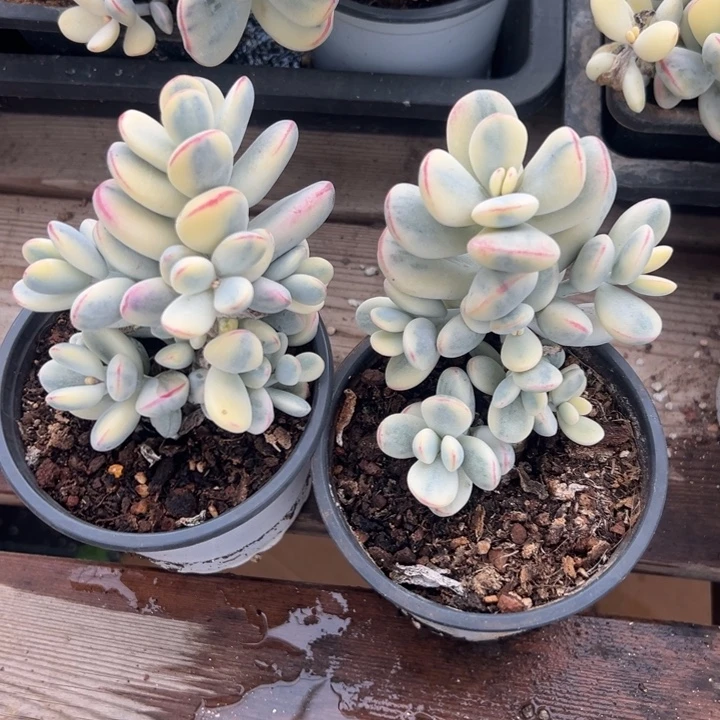 无花朵508号福娘锦两个无砍