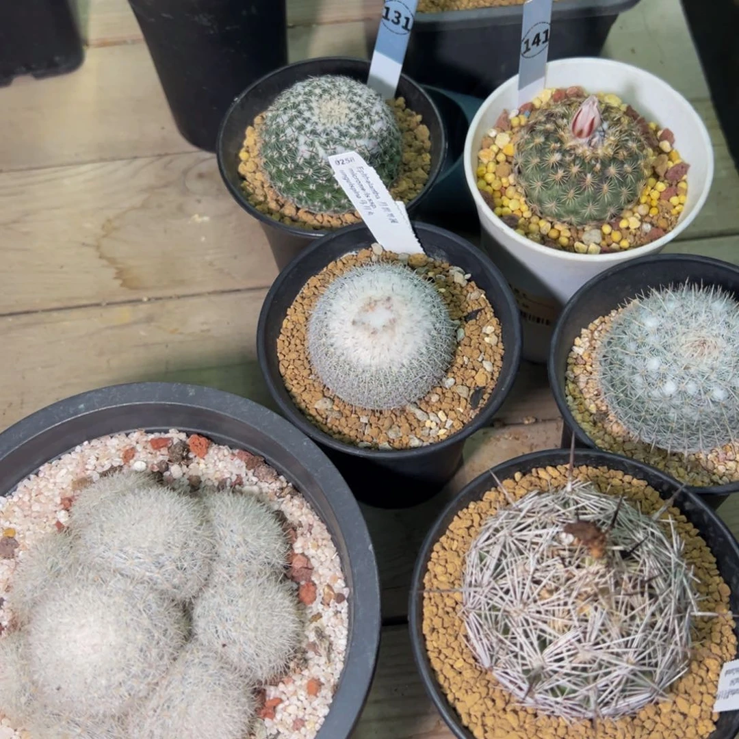 ～****~仙人球多肉植物带盆土