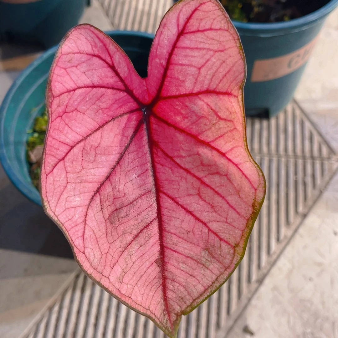 完全开放4925泰彩