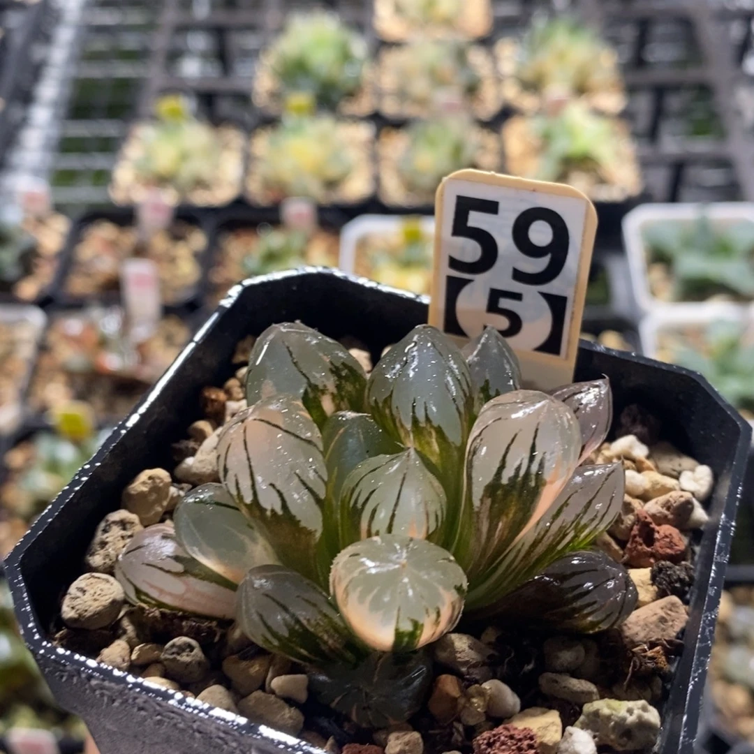 595水晶十二卷多肉植物