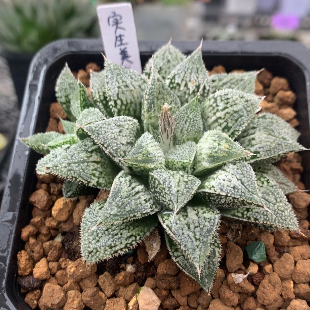 实生美吉寿一物一拍