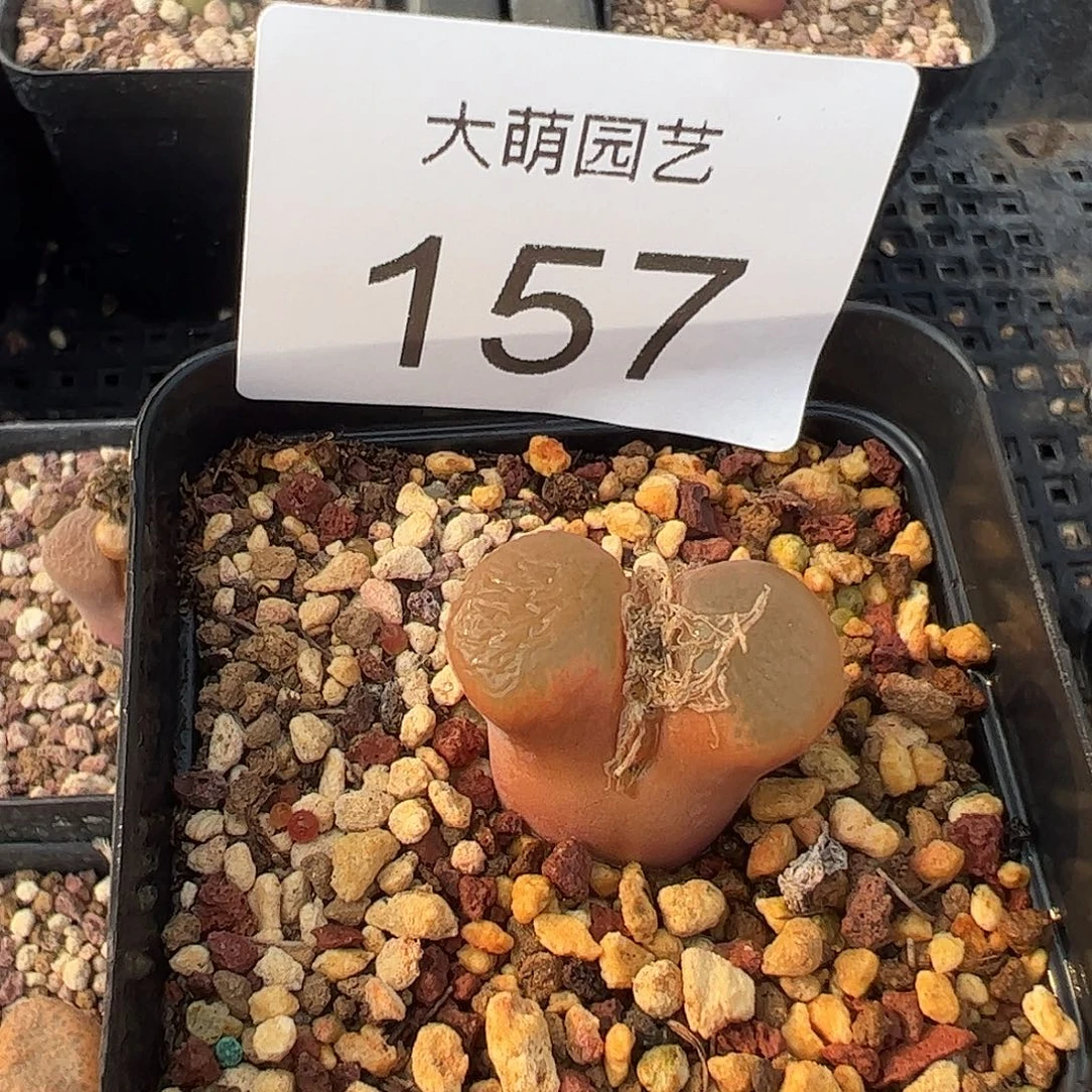 一物一拍             脱土发157