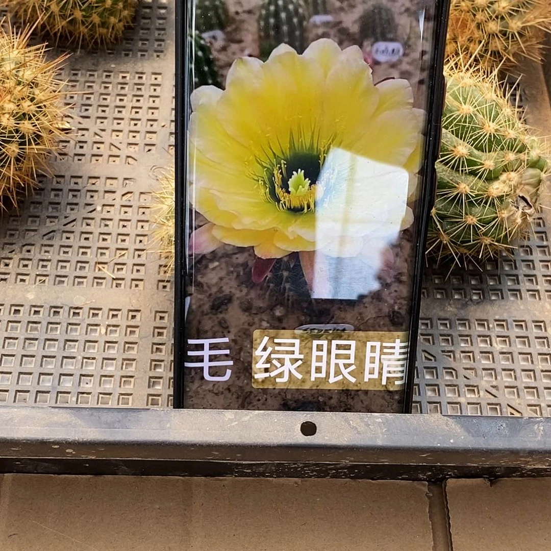 毛 绿眼睛/侧芽歪20包邮/5公分