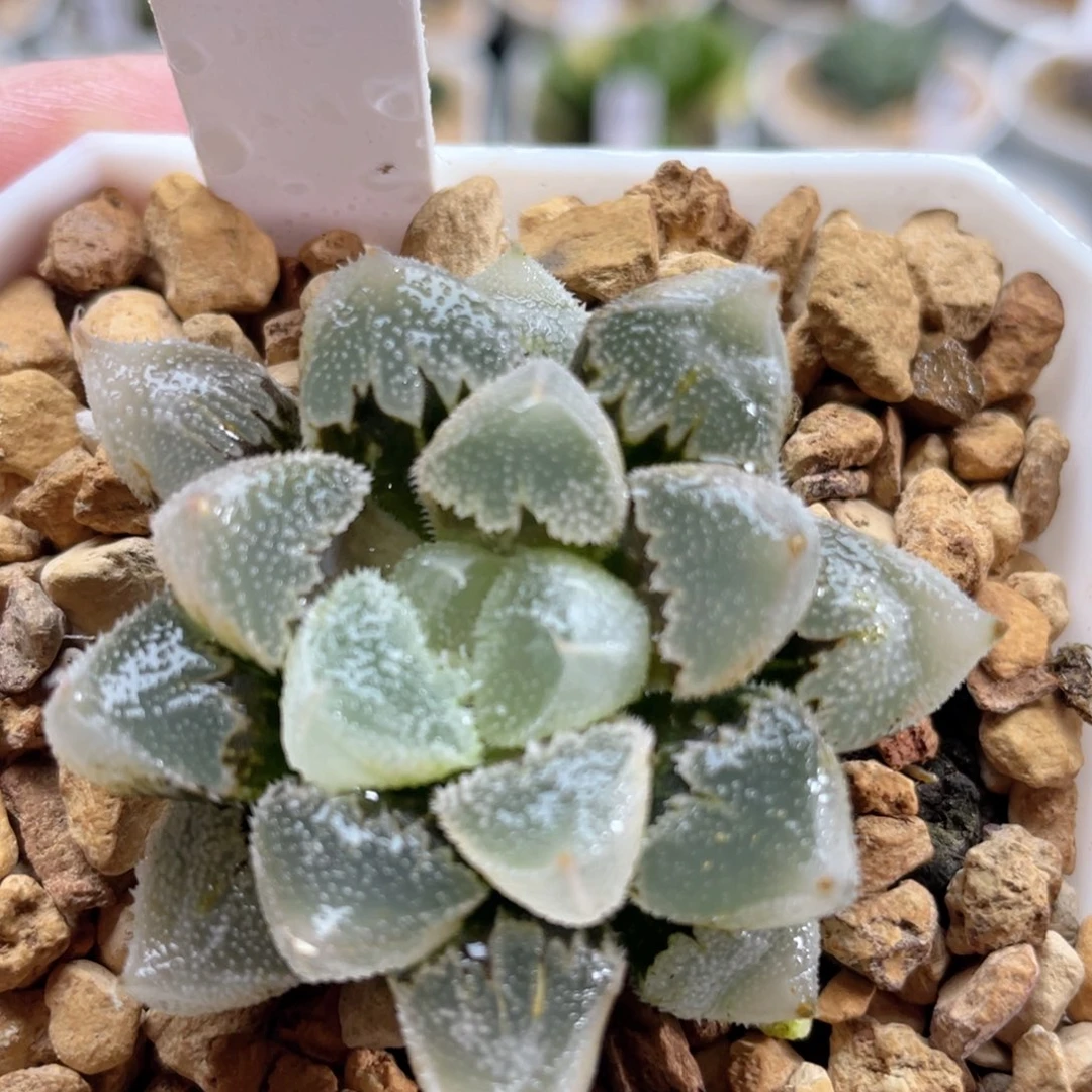 83全窗白帝城。