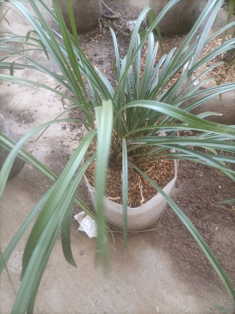 春兰多杆多花，惠兰一杆多花浓香型植物神木兰兰花蕙兰兰花草