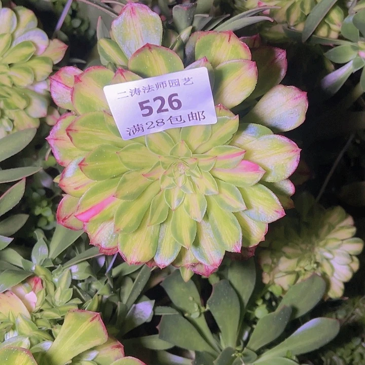 Q*526知否多肉无根