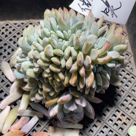 微笑专拍星影缀化