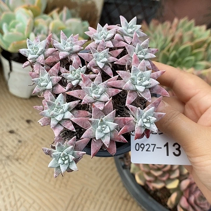 小七夕多肉白菊13