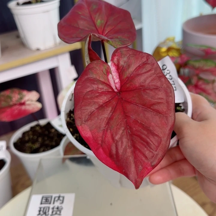 无花朵泰彩Q3277..