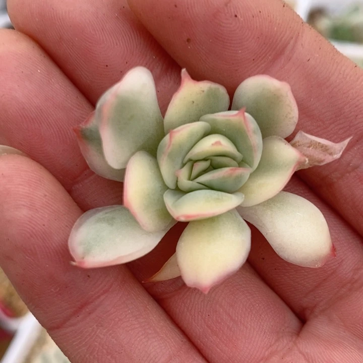 侧影锦多肉锦景天