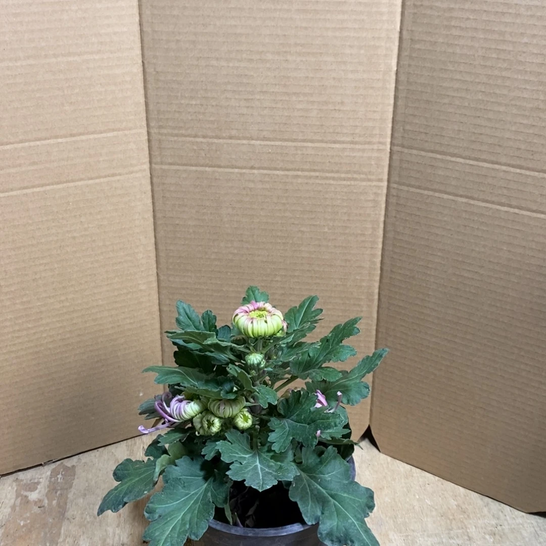 完全开放000 00239