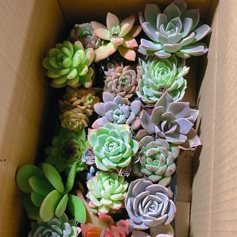 【闪购商品】199号多肉组合