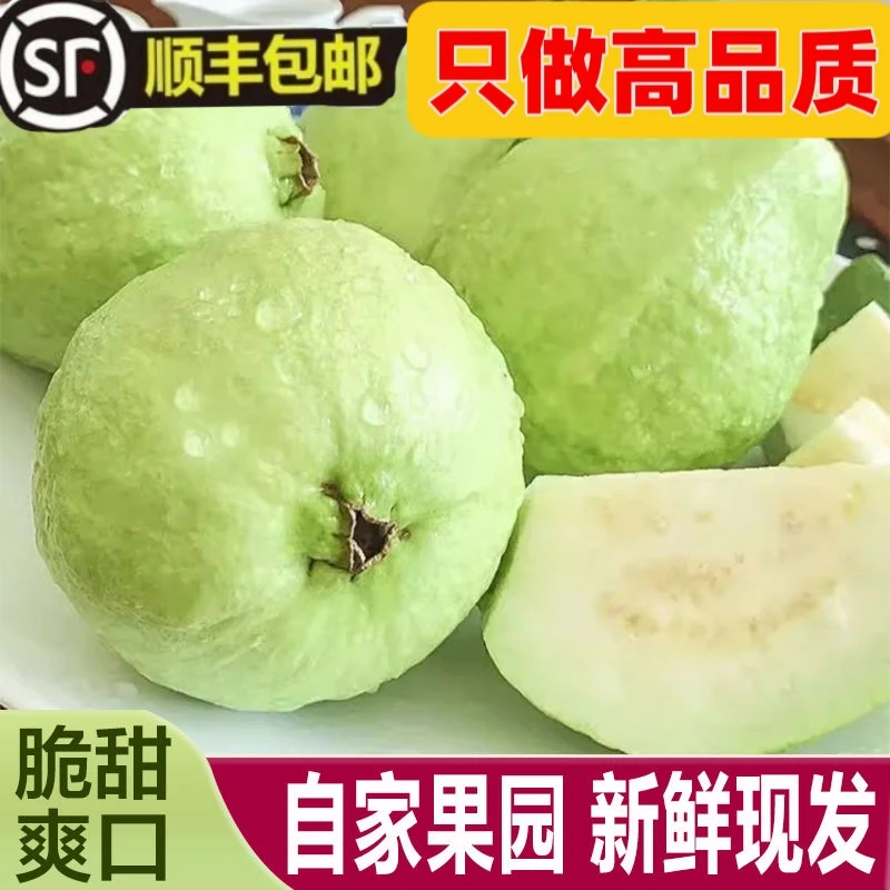 【顺丰包邮产地直发】广东芭乐番石榴白心清甜脆口现摘现发新鲜水果