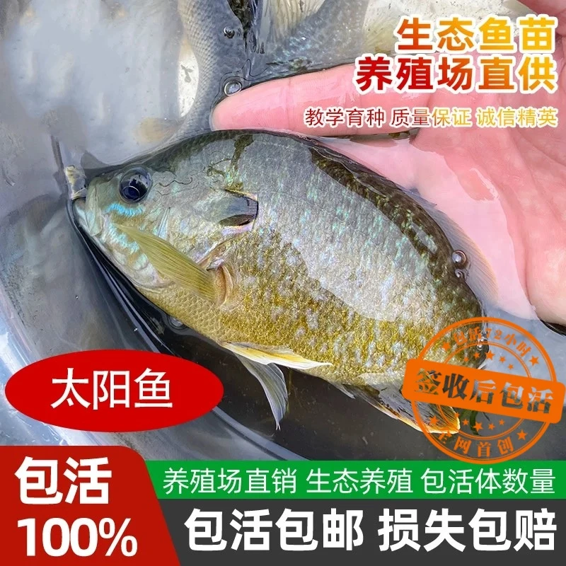 【养不si的】原生太阳鱼小型好养冷水淡水群游易活无需打氧过滤招财