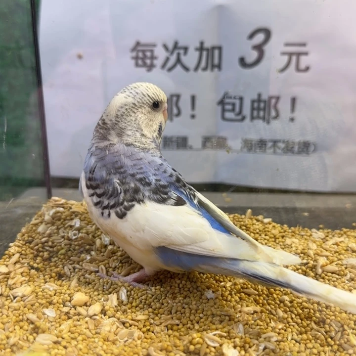 虎皮鹦鹉大头虎皮鹦鹉