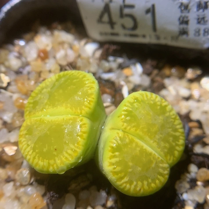 精品生石花27.451