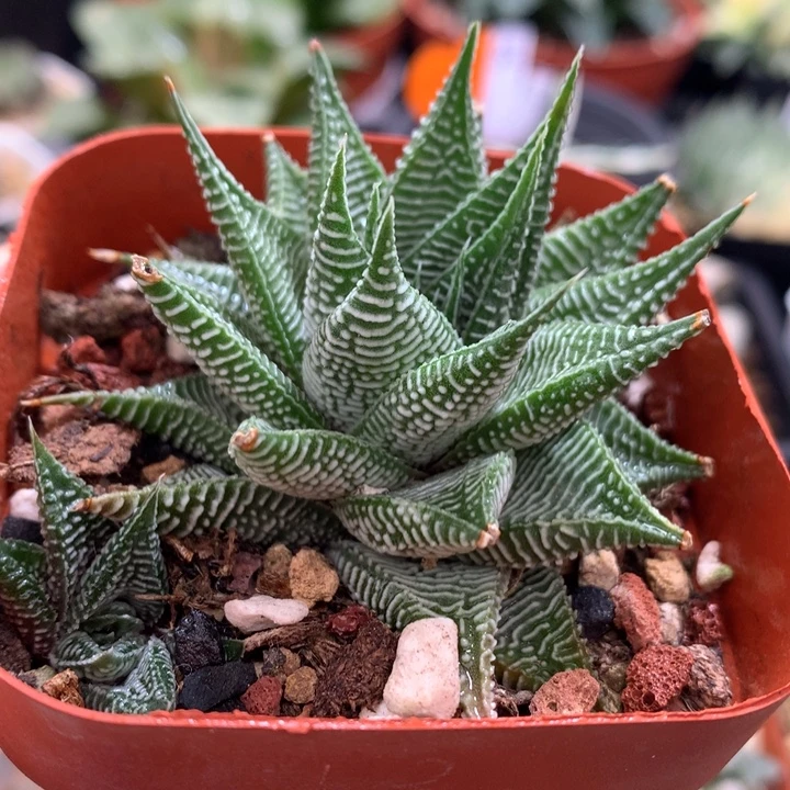 白马硬叶，带盆发货