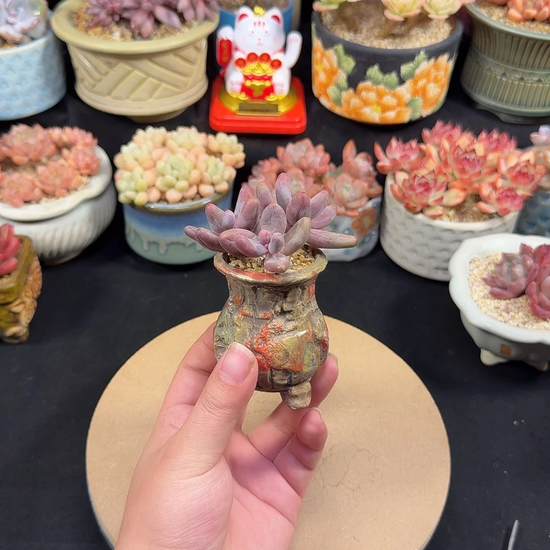 红手指7cm带盆土发货一单包邮