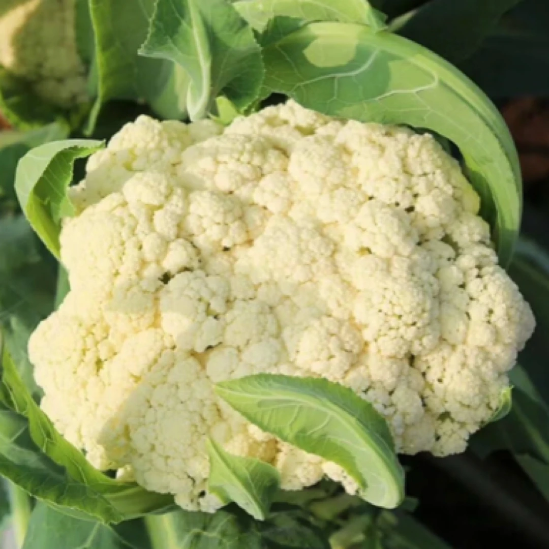 【河南露天散花菜】河南露天种植青梗散花菜现砍现发