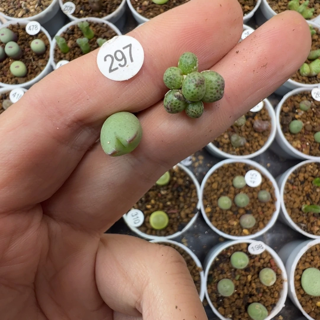 a****a专拍2颗脱土2970000