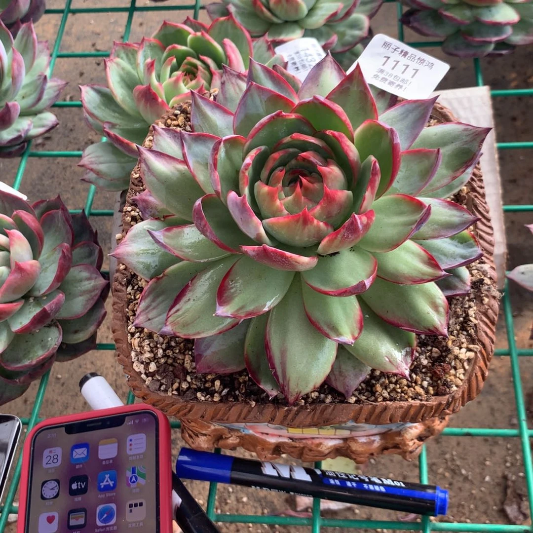 花***生1111多肉植物惊鸿，17厘米