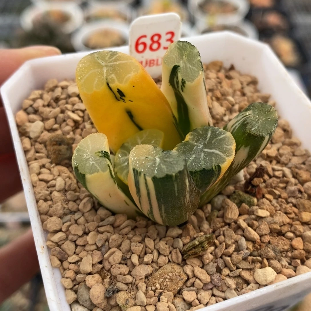 683白妙万象锦福利