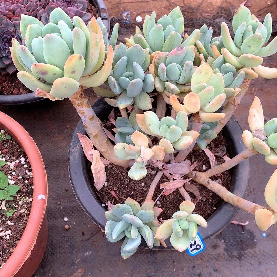 429海洋 一物一拍多肉