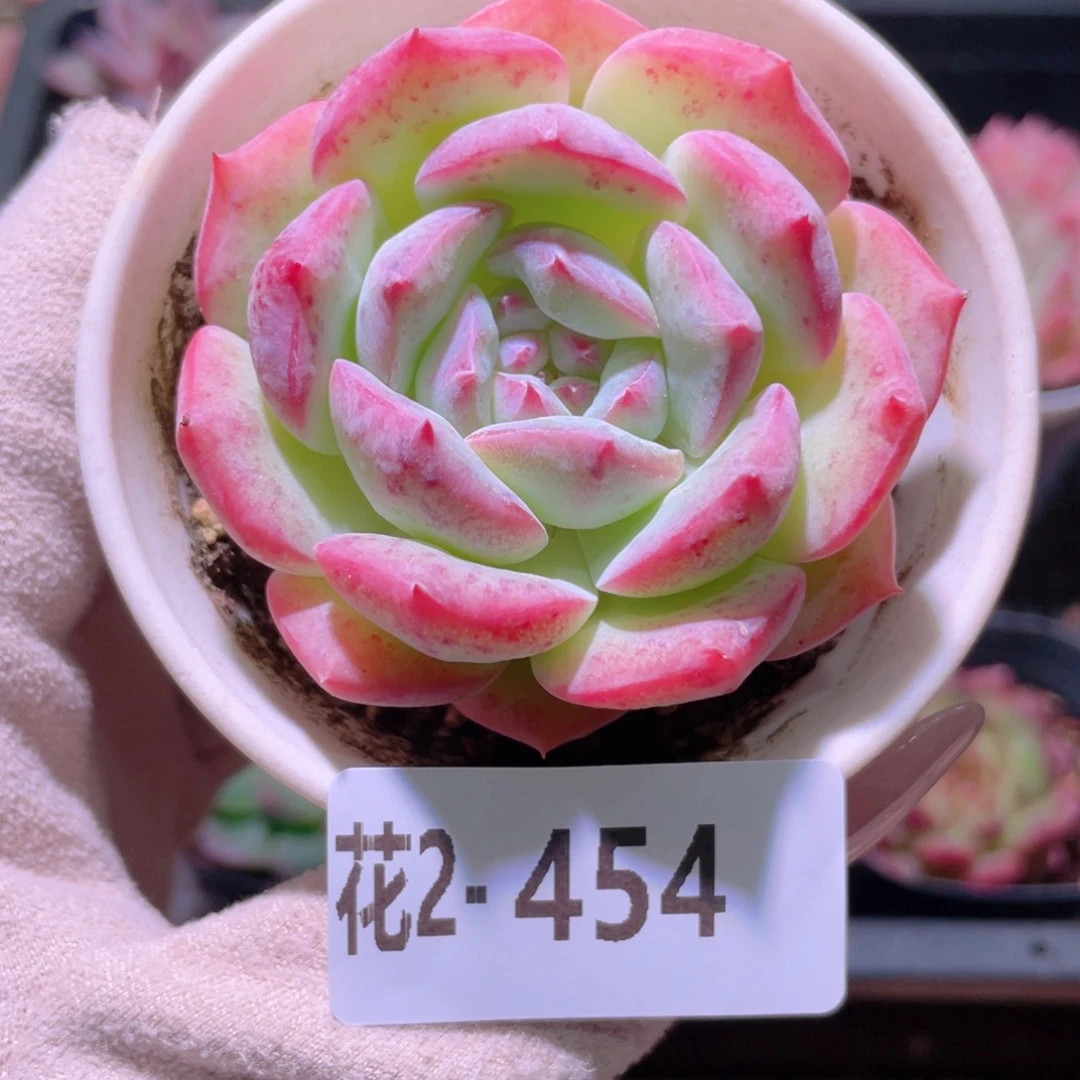 花利美2-454新品单头