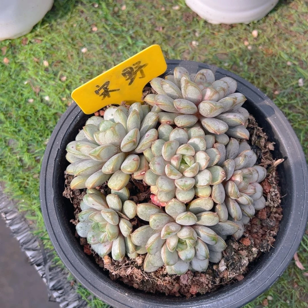 香玉的故事是一个人的
