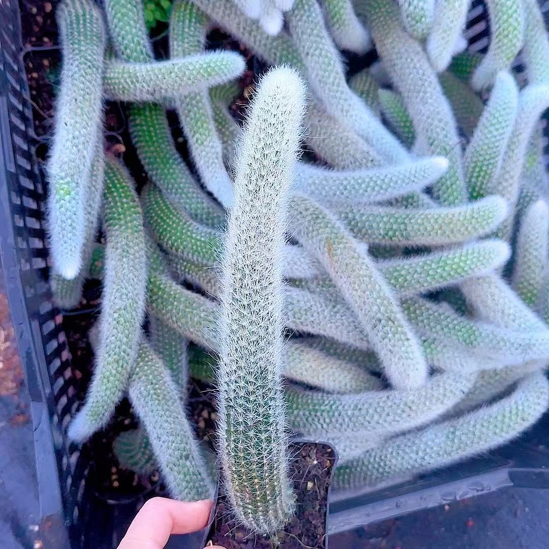 九尾狐3颗脱土   小谢多肉上盆多肉植物庭院空气耐旱种植