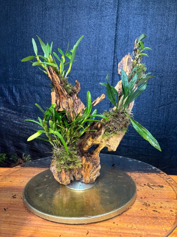 云南风化木绿植五翅莓贝母兰附生寄生植物（一物一拍）